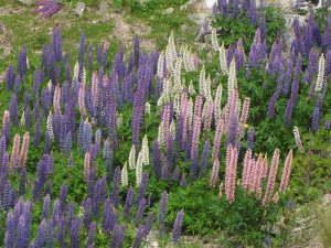 Lupins sauvages